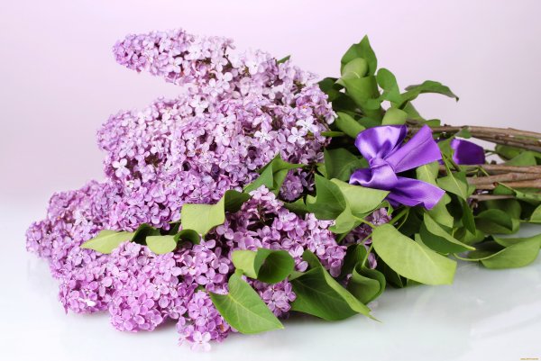 Сирень и Ландыши