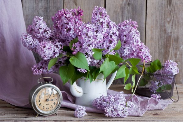 Сирень цветок сирени