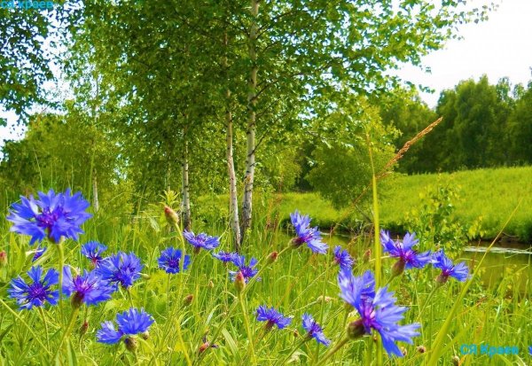 Василек горный grandiflora