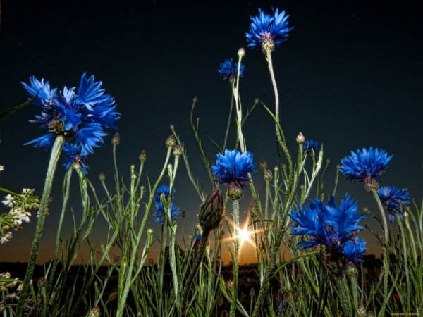 Василек синий (Centaurea cyanus)
