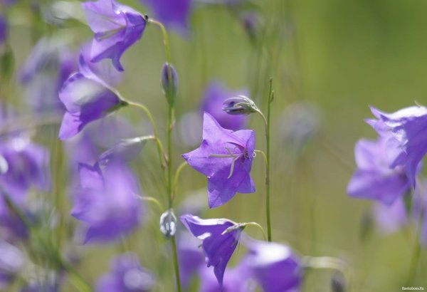 Кампанула Луговая