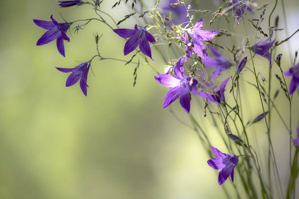 Нежные цветы колокольчики