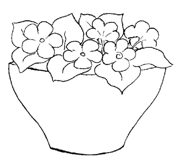 Комнатные растения раскраска