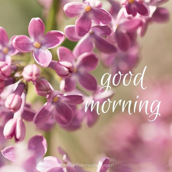 Good morning картинки цветы красивые