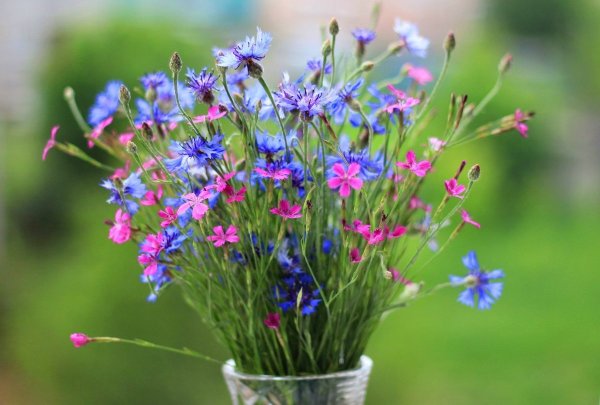 Васильки, Клевер, луговые цветы