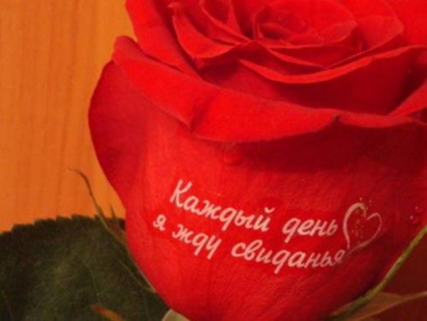 Розы с надписью
