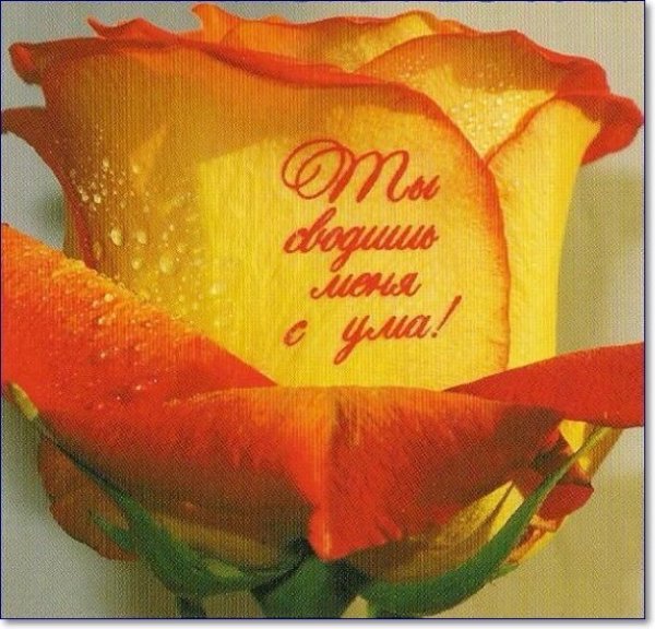 Розы с надписью
