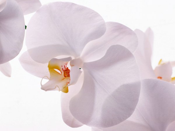 White Orchid Эльвира