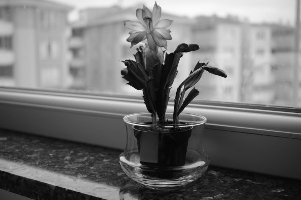 Цветы на подоконнике