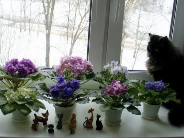 Цветы на подоконнике