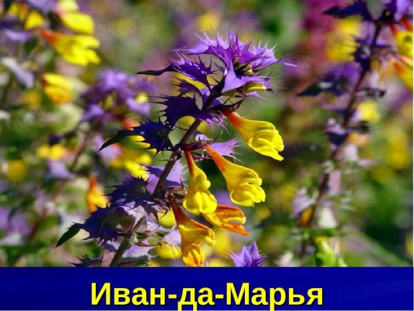 Иван да Марья корни