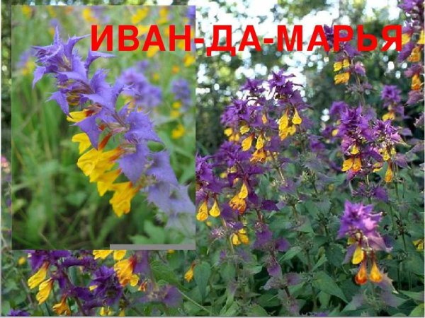 Марьянник Дубравный цветок