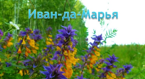 Иван-да-Марья цветок