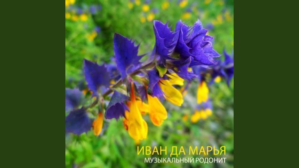 Иван-да-Марья цветок