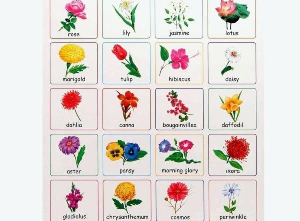 Цветы по алфавиту