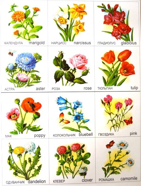 Цветы во флористике: справочник от цветочной мастерской FlowerLab