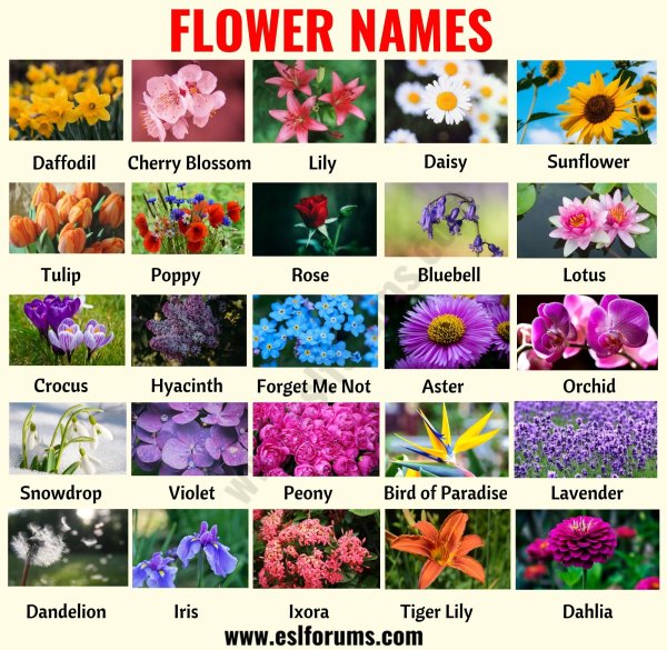Все цветы на букву Р - фото, характеристики, описание