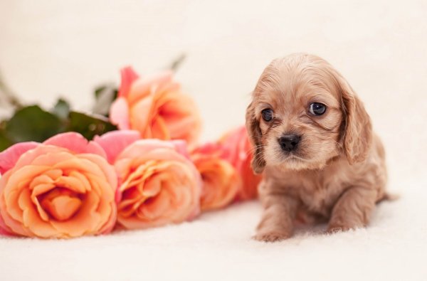 Щенок в цветах