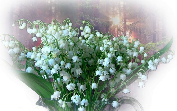 Тюльпан сиреневый