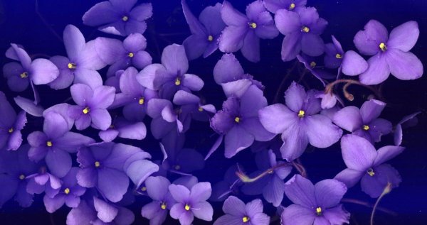 Природа цветы