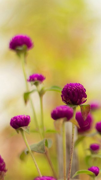 Природа цветы
