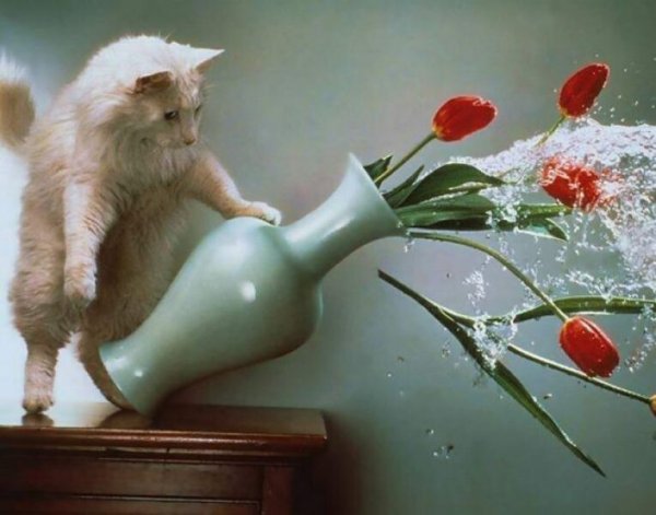Ваза кот