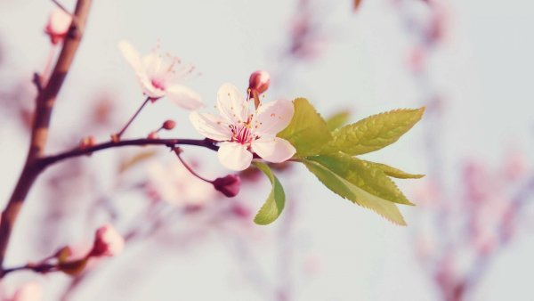 Цветы в каплях