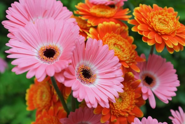Гербера (Gerbera)