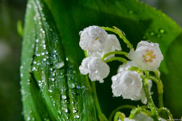 Весенние цветы в росе