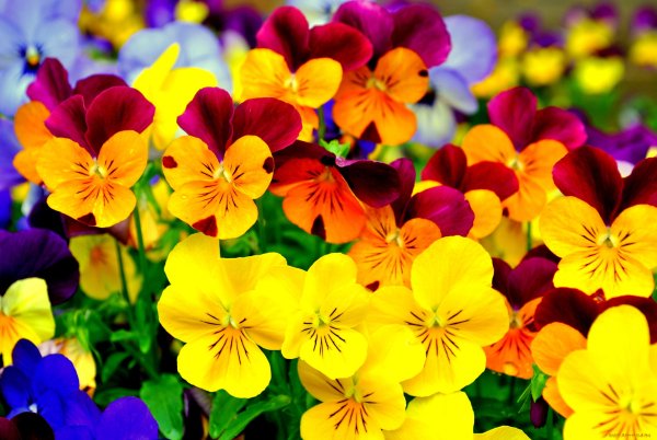 Фрезия (Freesia)