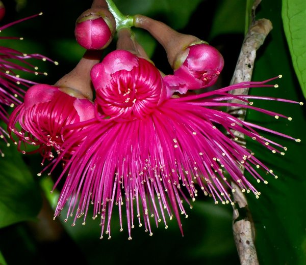 Syzygium samarangense