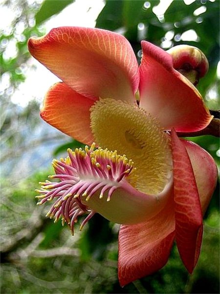 Couroupita guianensis цветок