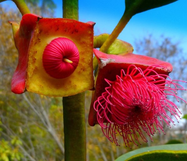 Eucalyptus tetraptera