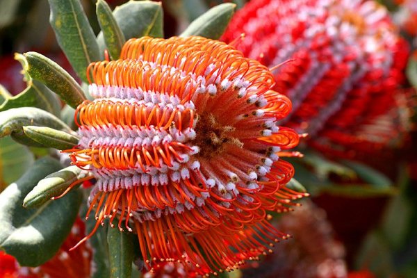 Банксия ярко-красная Banksia coccinea