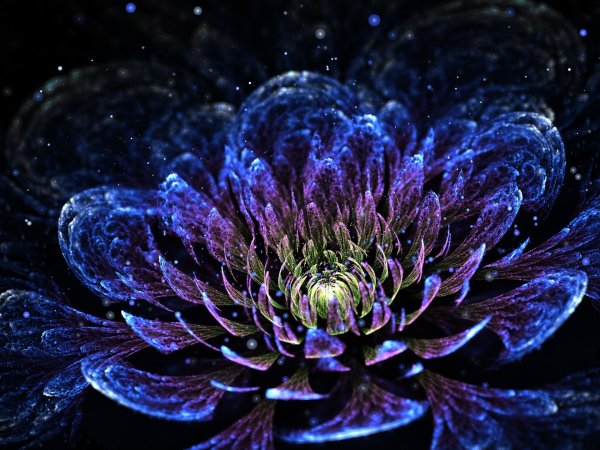 Old Magic Flower