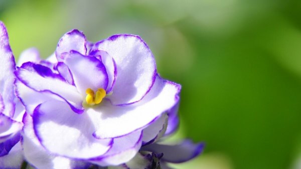 Фиалки Анютины глазки сиреневая