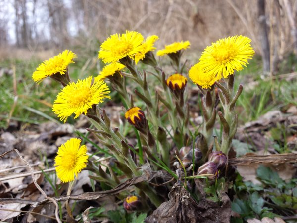 Мать-и-мачеха обыкновенная (Tussilago Farfara)