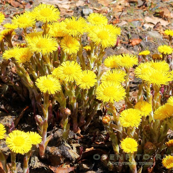 Мать-и-мачеха обыкновенная (Tussilago Farfara l.)