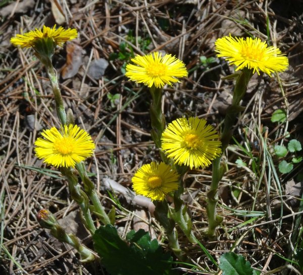 Весенние цветы мать и мачеха