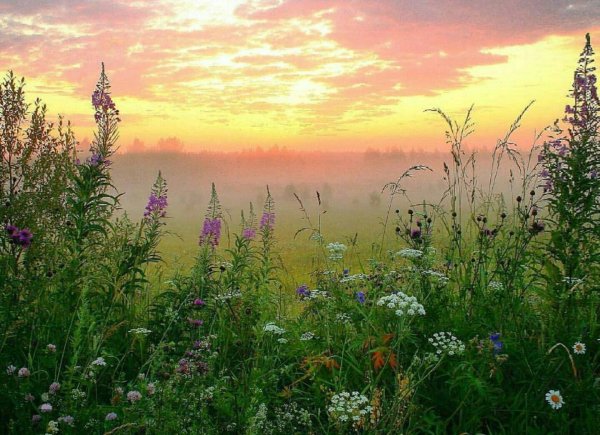 Луг на рассвете