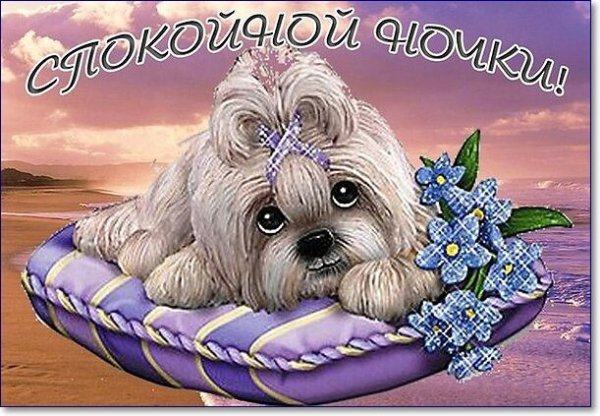 Добрый вечер собачки