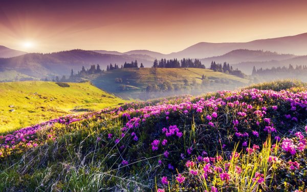 Летняя природа
