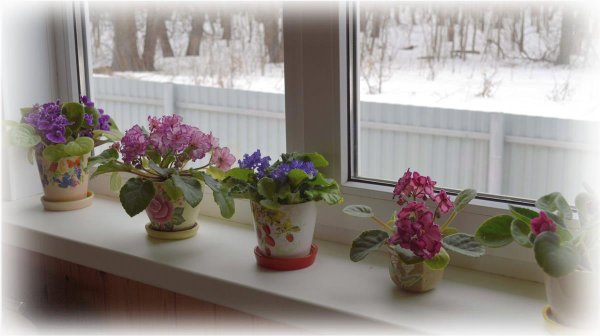 Комнатные цветы на подоконнике