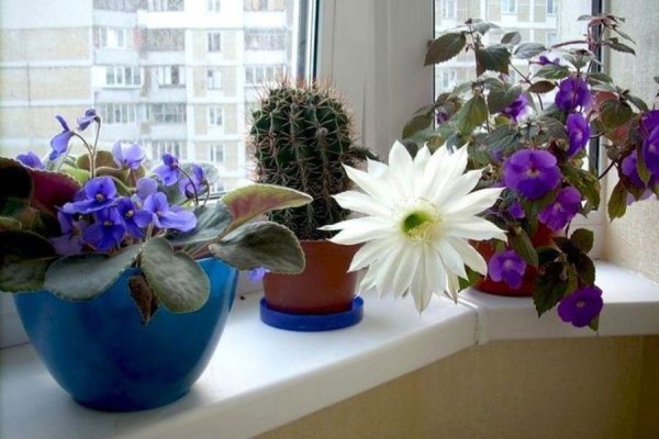 Живые цветы на подоконнике