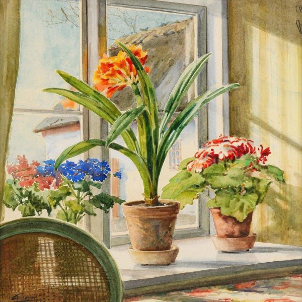 Цветы на подоконнике бегония