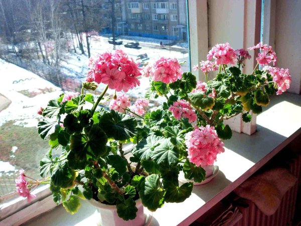 Пеларгония очитковая