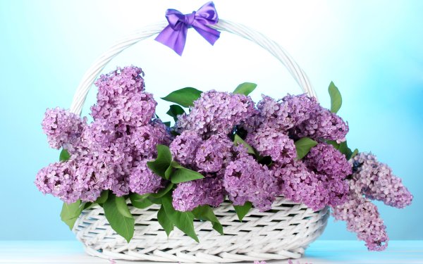 Фрезия (Freesia)