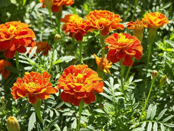Бархатцы (Tagetes erecta)