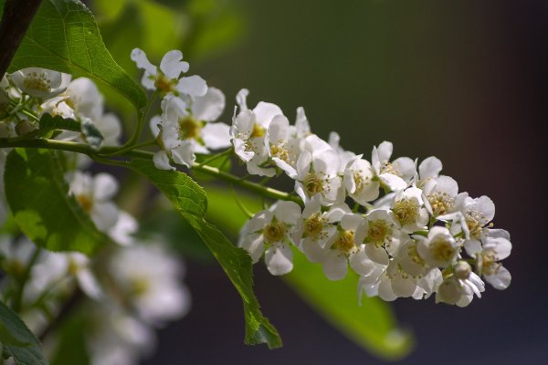 Цвет цветков черемухи
