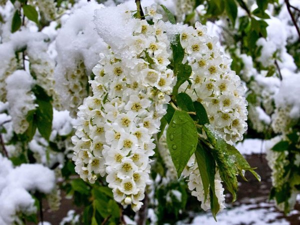 Черёмуха белая кустарник